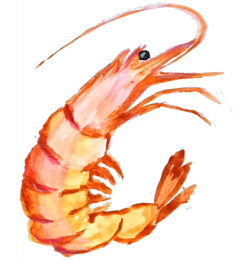 hand drawing, paint a picture, shrimp-1957063.jpg