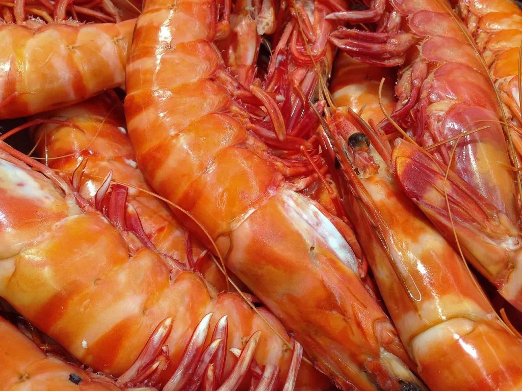 shrimp, sea food, fishing-1141476.jpg