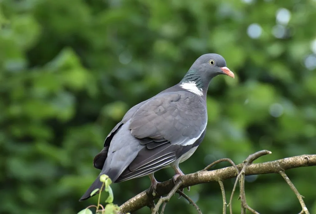 wood pigeon, dove, bird-7243574.jpg