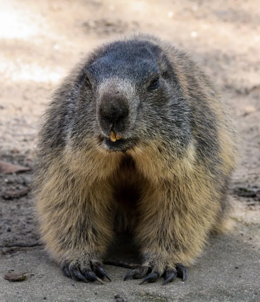 marmot, animal, alps-536528.jpg