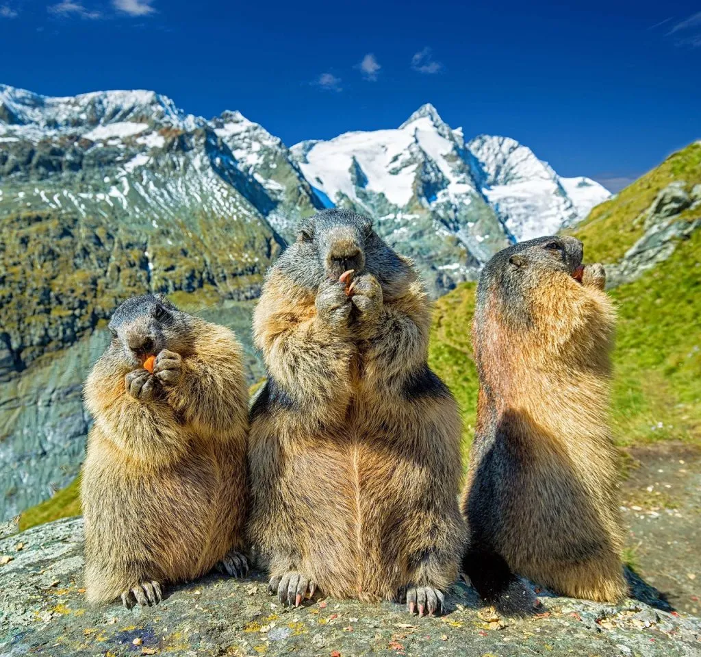 marmots, grossglockner, austria-4936688.jpg